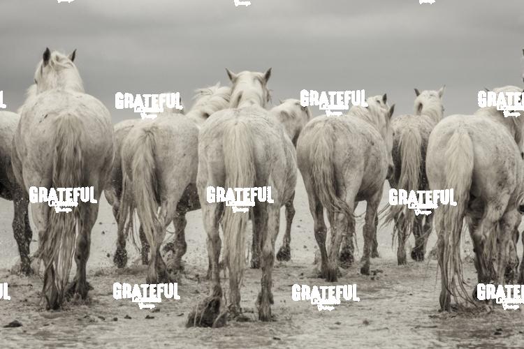 Camargue horses 75