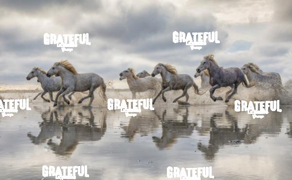 Camargue horses 63