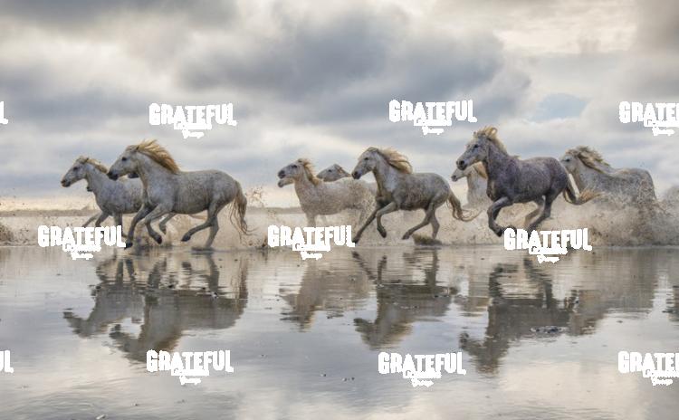 Camargue horses 63