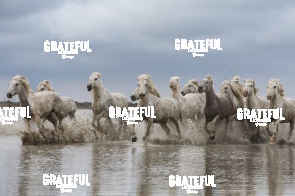 Camargue horses 77
