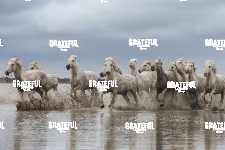 Camargue horses 77
