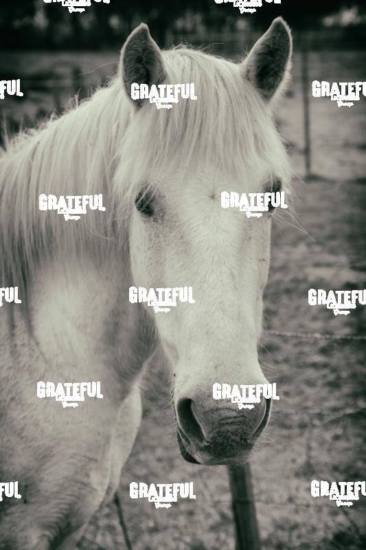 Camargue horses 88