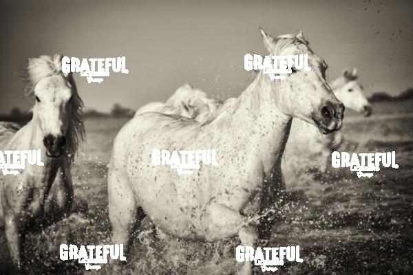 Camargue horses 89
