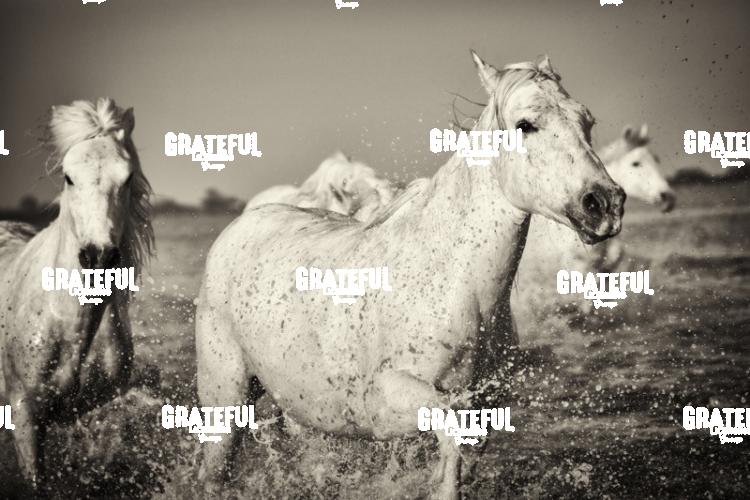 Camargue horses 89
