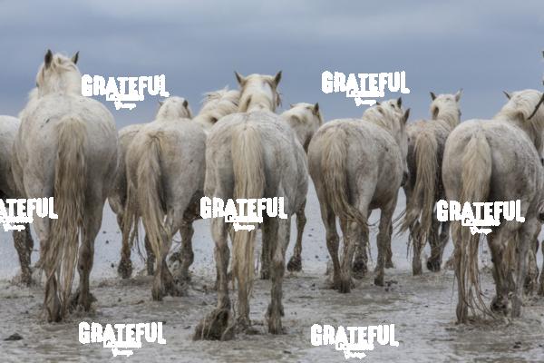 Camargue horses 76