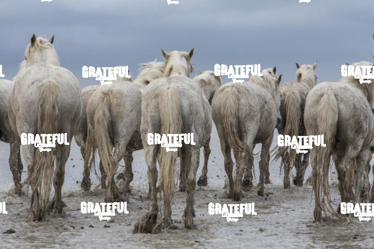 Camargue horses 76