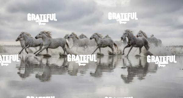 Camargue horses 62