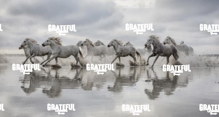Camargue horses 62
