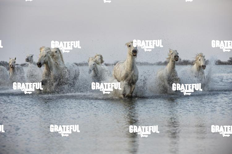 Camargue horses 90