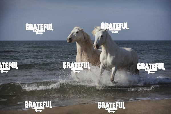Camargue horses 91