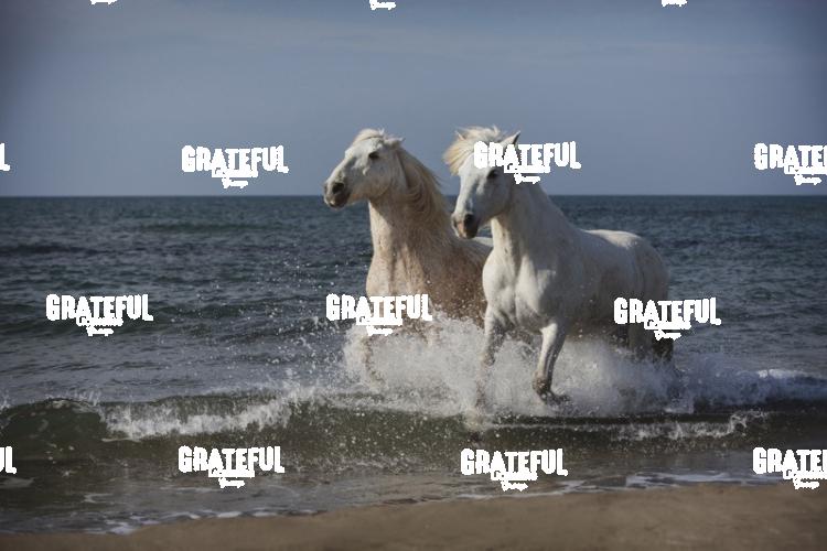 Camargue horses 91