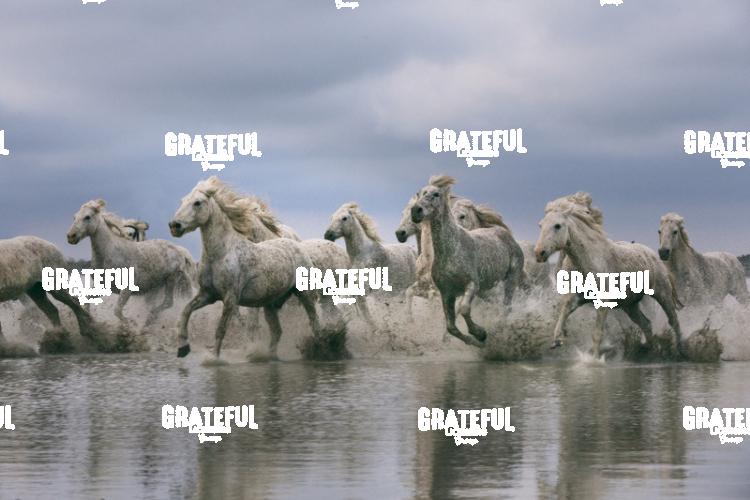 Camargue horses 78