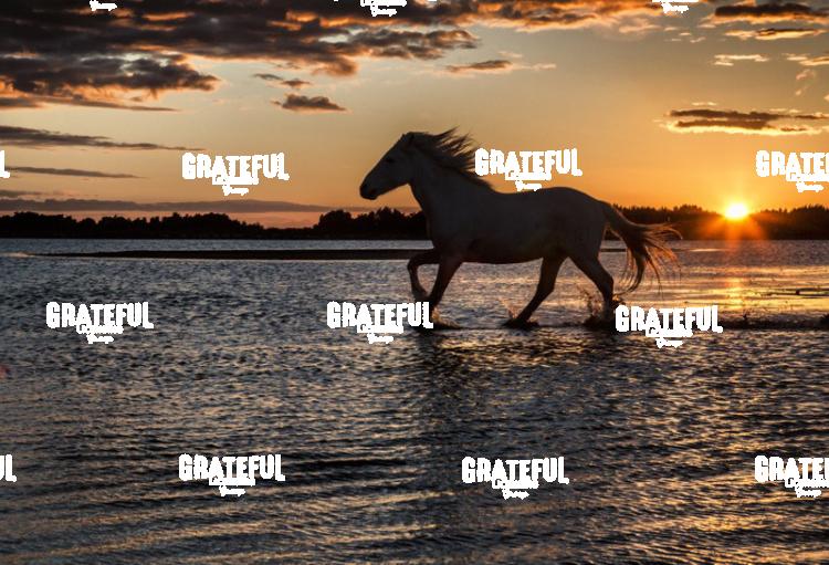Camargue horses 93