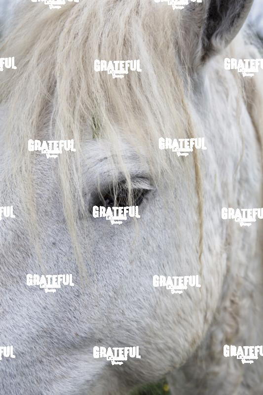 Camargue horses 87