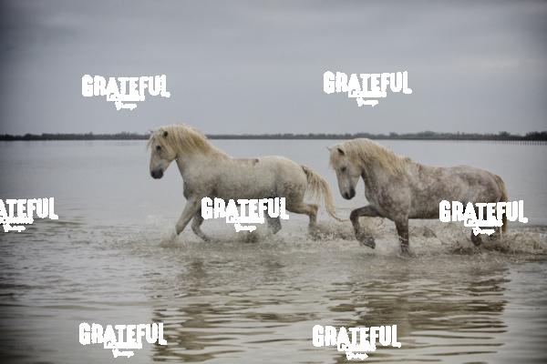 Camargue horses 86