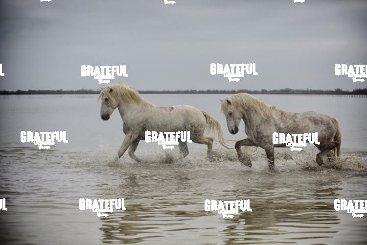 Camargue horses 86