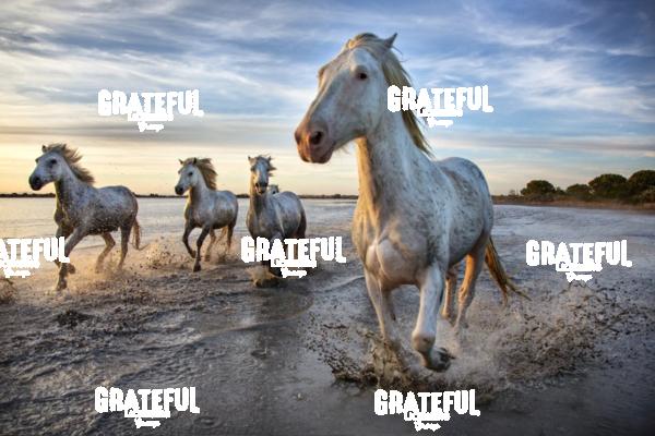 Camargue horses 92