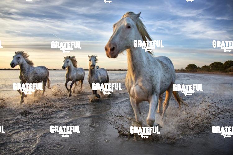 Camargue horses 92