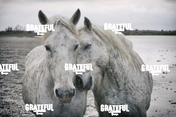 Camargue horses 79