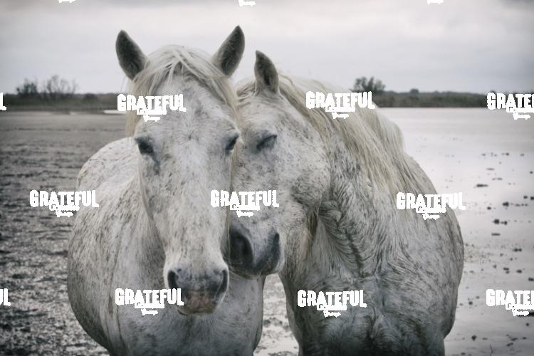 Camargue horses 79