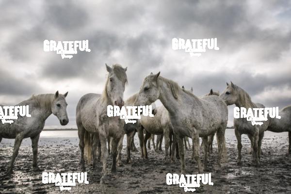 Camargue horses 69