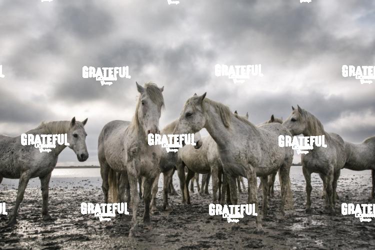 Camargue horses 69