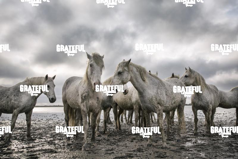 Camargue horses 69