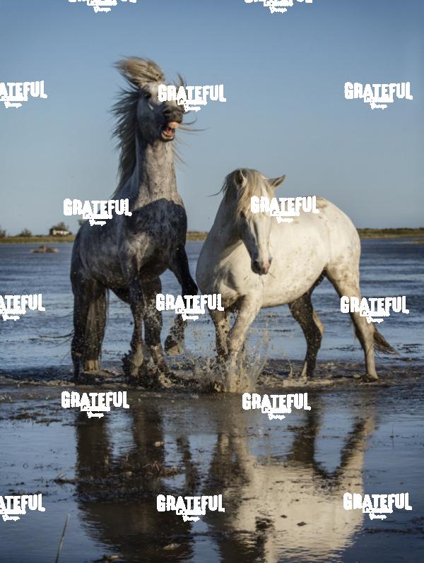 Camargue horses 96