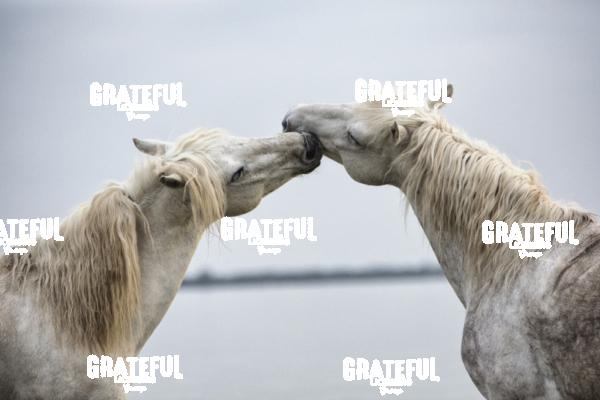Camargue horses 82