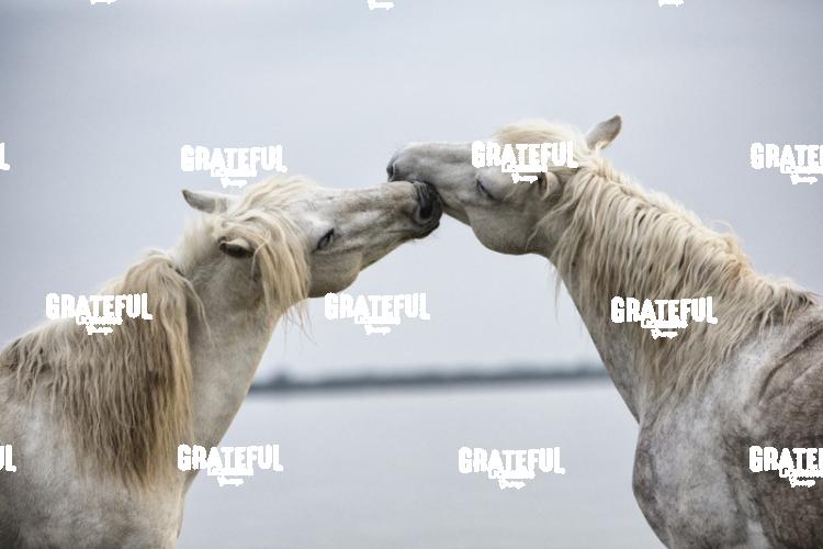 Camargue horses 82