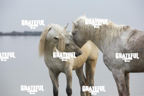 Camargue horses 83