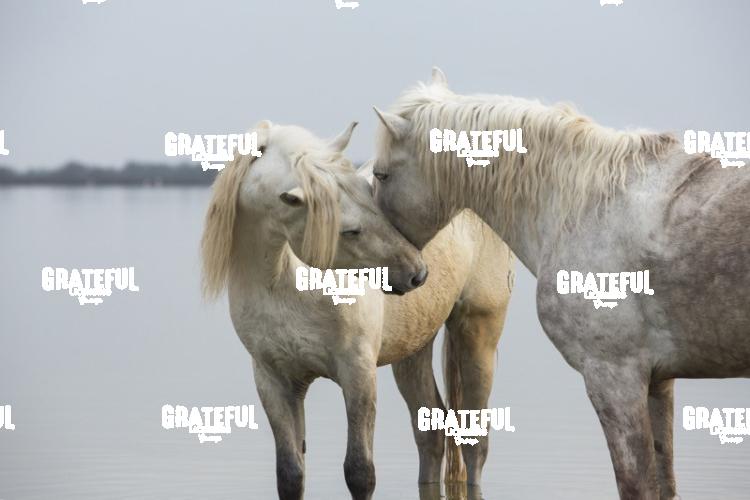 Camargue horses 83