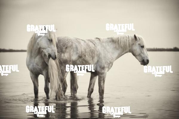 Camargue horses 81