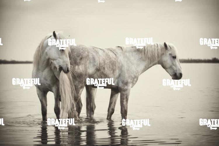 Camargue horses 81