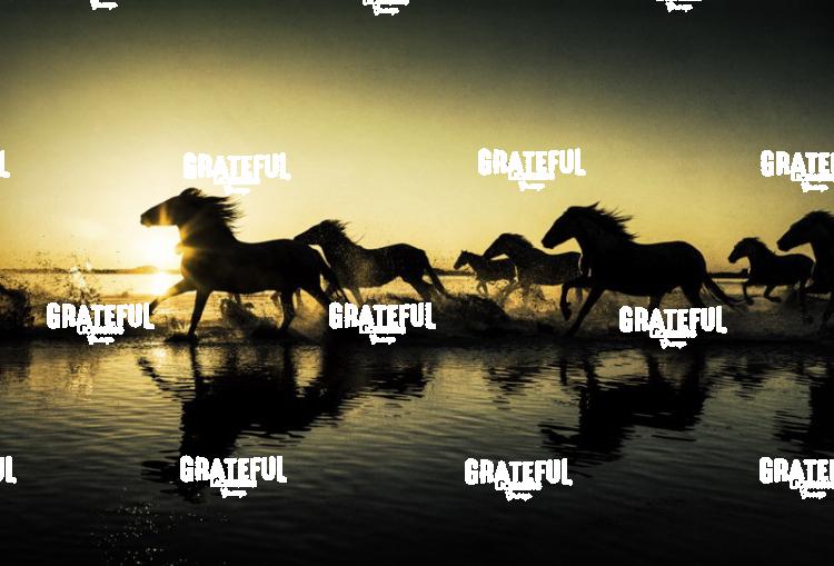 Camargue horses 95