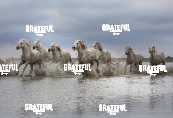Camargue horses 80