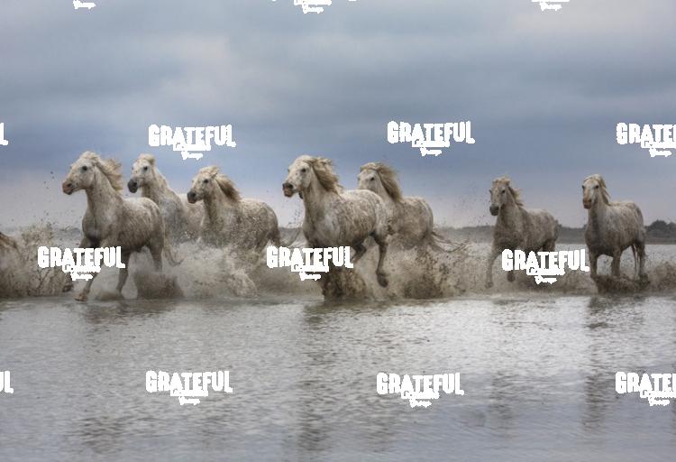 Camargue horses 80