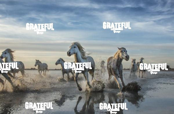 Camargue horses 105