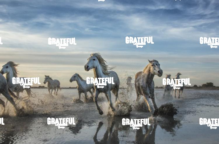 Camargue horses 105