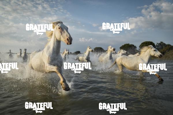 Camargue horses 111