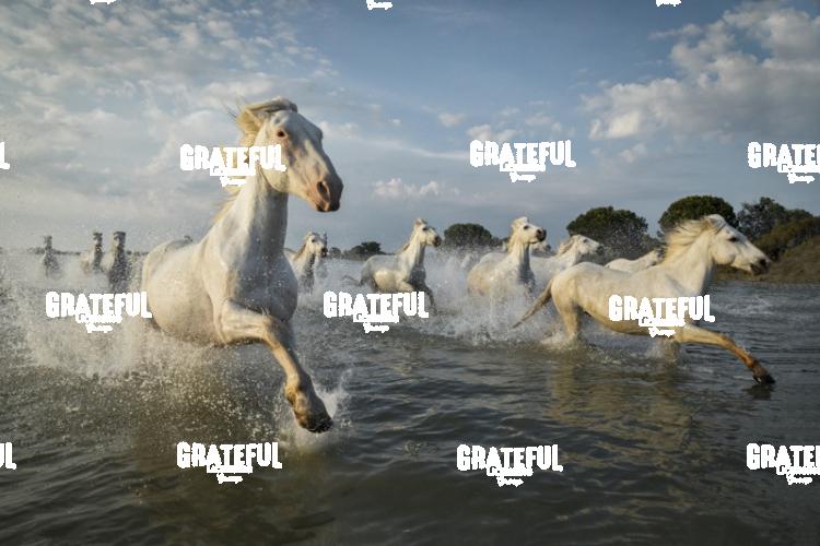 Camargue horses 111