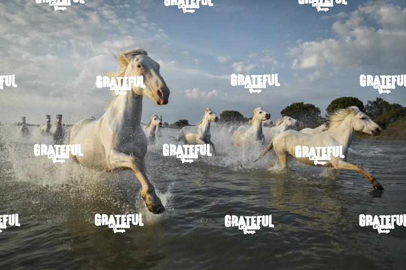 Camargue horses 111