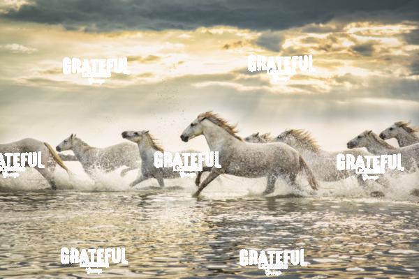 Camargue horses 110