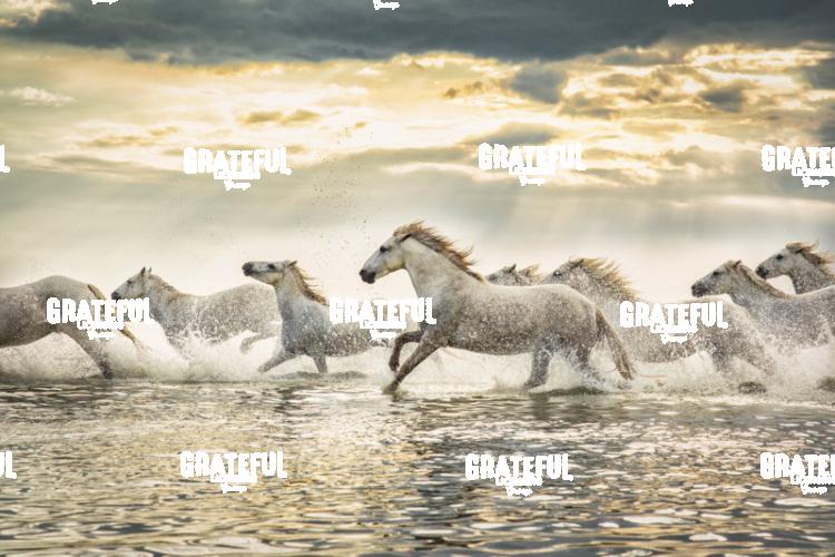 Camargue horses 110