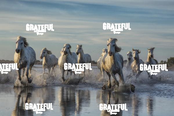 Camargue horses 104