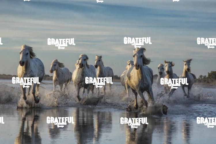 Camargue horses 104