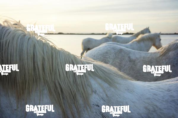 Camargue horses 106