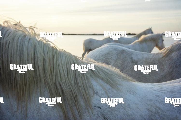 Camargue horses 106