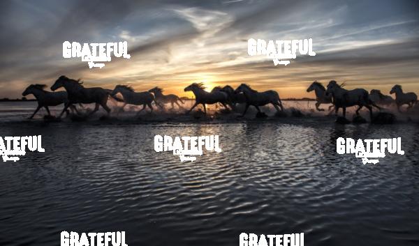 Camargue horses 107