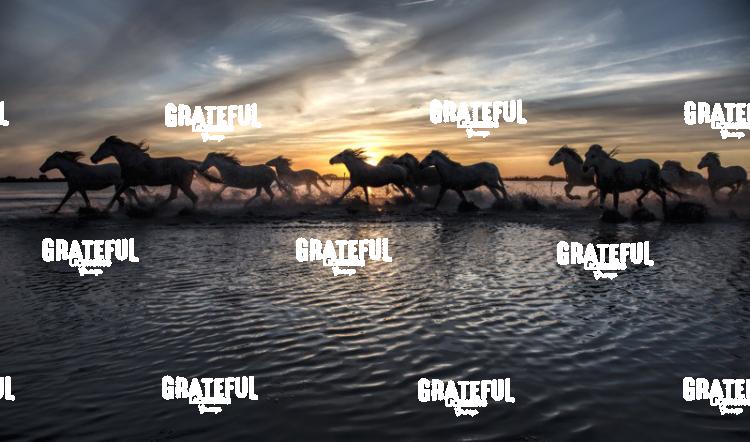 Camargue horses 107